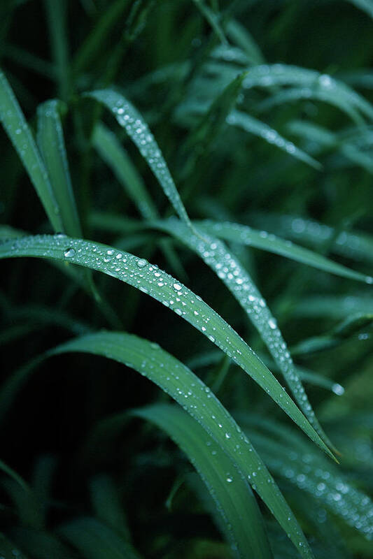 Tranquility Poster featuring the photograph Raindrop by Seiji Nakai