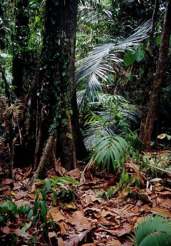 Rainforest Indonesia. Poster featuring the photograph Rainforest Understorey by Jiri Loun/science Photo Library