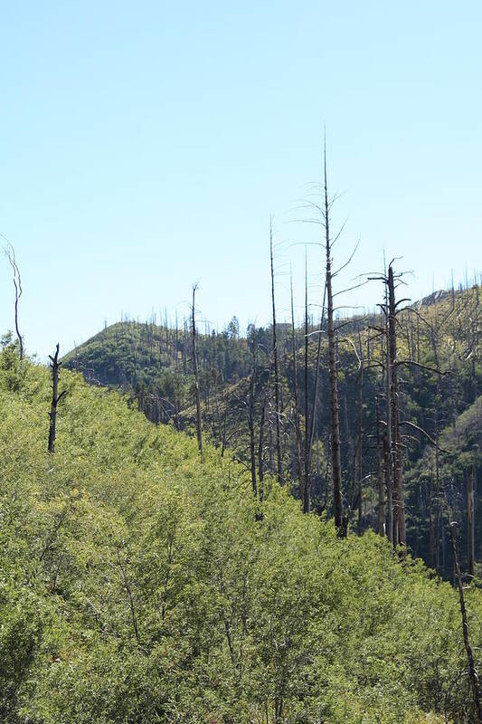 Forest Poster featuring the photograph Recovery by David S Reynolds