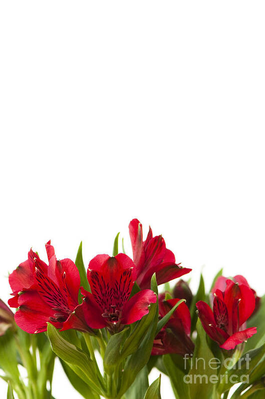 Alstroemeria Poster featuring the photograph Red Alstroemeria by Anne Gilbert