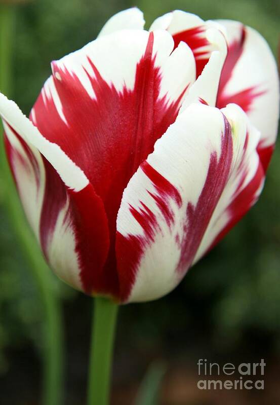 Tulip Poster featuring the photograph Red And White by Christiane Schulze Art And Photography