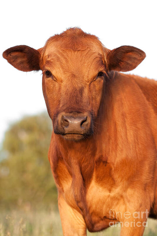 Cattle Poster featuring the photograph Red Angus Cow by Cindy Singleton