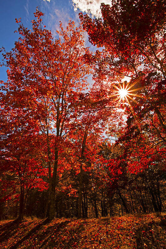 Red Autumn Leaves Poster featuring the photograph Red Autumn Leaves by Jerry Cowart