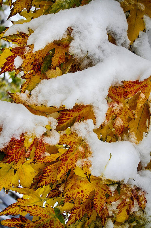 Tree Poster featuring the photograph Red Autumn Maple Leaves With Fresh Fallen Snow by James BO Insogna