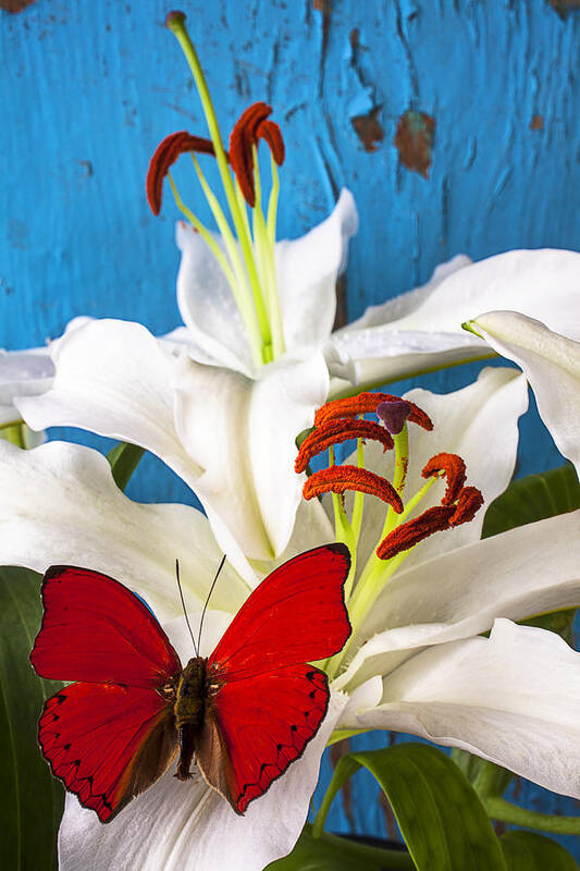 Red Butterfly Poster featuring the photograph Red butterfly on white tiger lily by Garry Gay