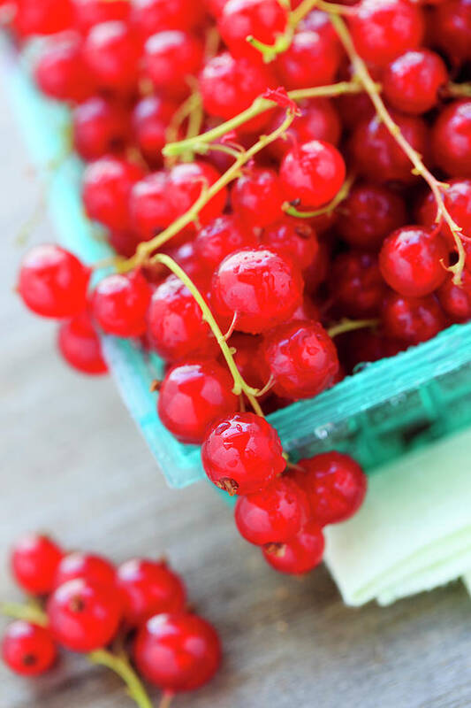 Red Currant Poster featuring the photograph Red Currants by Nicolesy