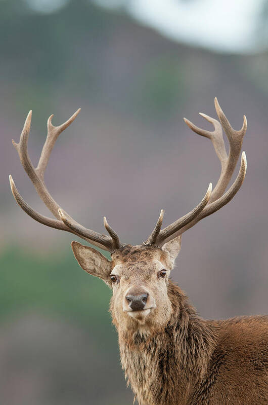 Animal Themes Poster featuring the photograph Red Deer Stag, Highland Wildlife Park by Chris Wilson