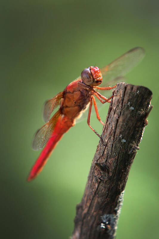 Red-veined Darter Poster featuring the photograph Red Dragonfly by Mark Langford