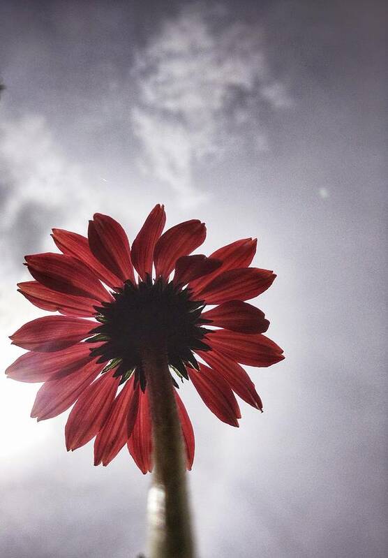 Flower Flowers Bloom Blooms Petal Petals Floral Botanical Nature Macro Red Sky Clouds Sun Light Focus Grey White Stem Poster featuring the photograph Red Flower 2 by Andrew Rhine