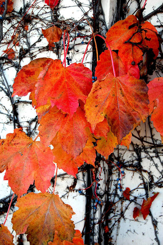 Red Leaves Poster featuring the photograph Red Leaves of Fall by Barbara J Blaisdell