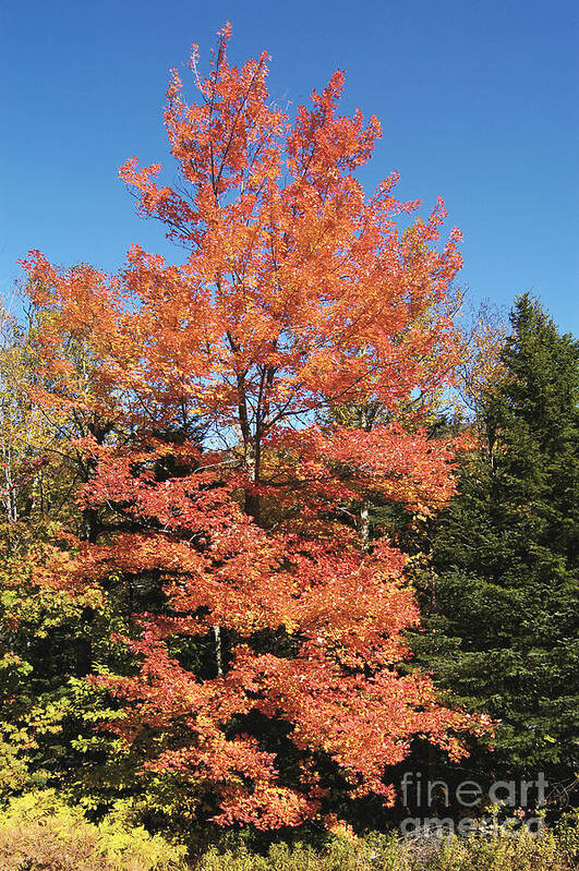 Autumn Poster featuring the photograph Red Maple In Autumn by Gregory G. Dimijian