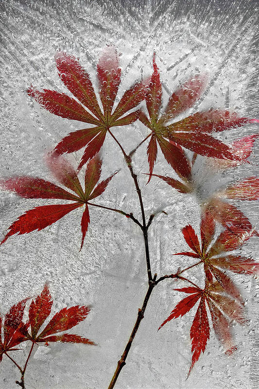 Leaves Poster featuring the photograph Red Maple by Secundino Losada