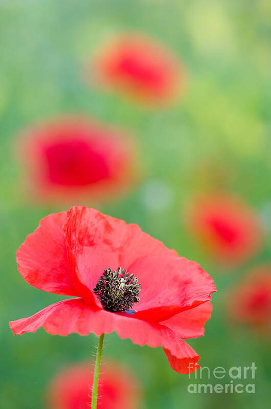 Nature Poster featuring the photograph Red Poppy by Oscar Gutierrez