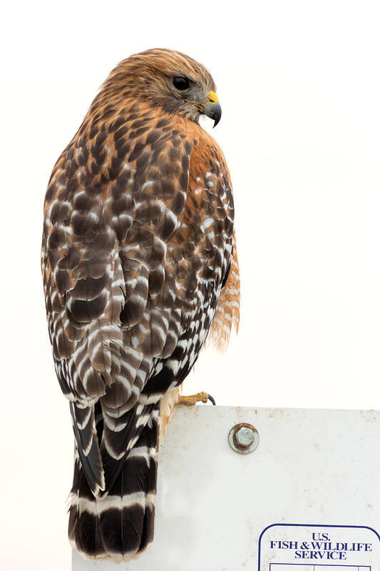 Buteo Poster featuring the photograph Red-shouldered Hawk by Kathleen Bishop