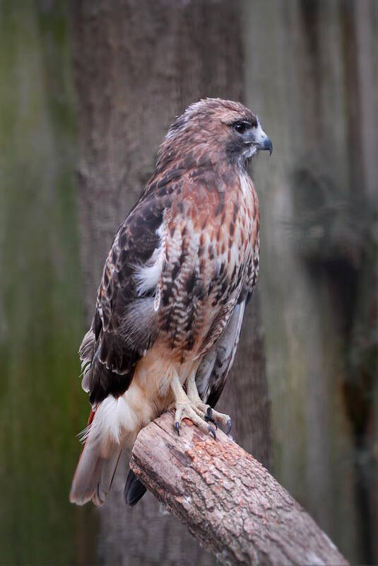 Red Tailed Hawk Poster featuring the photograph Red Tailed Hawk 290 by Joyce StJames