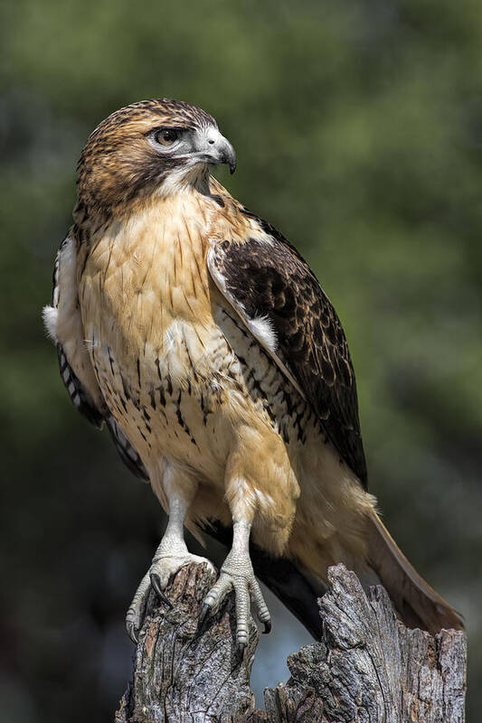 Red Tailed Hawk Poster featuring the photograph Red Tailed Hawk by Dale Kincaid
