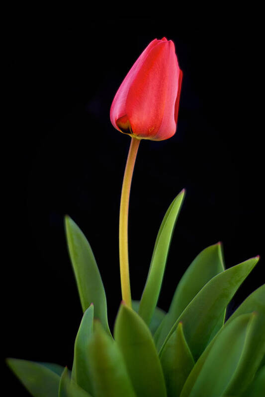 Tulip Poster featuring the photograph Red Tulip on Black by Mary Lee Dereske