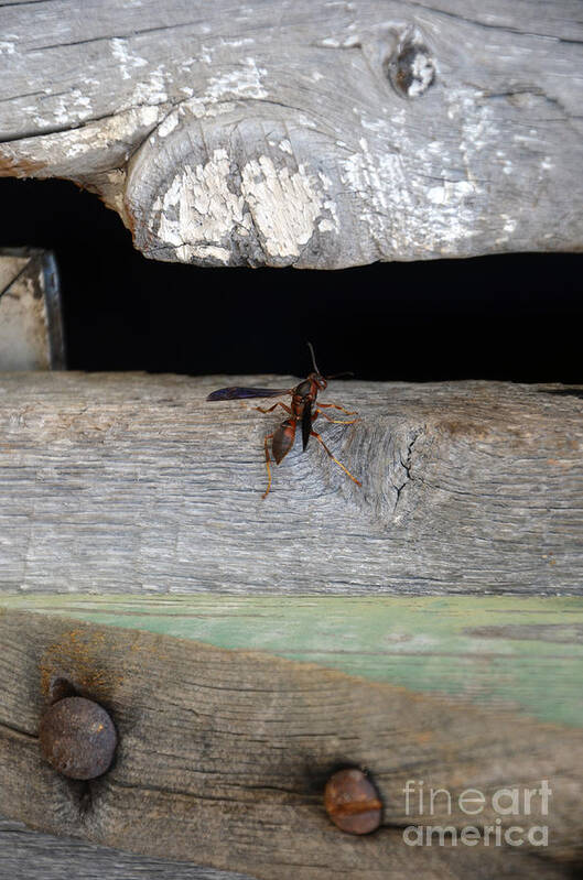 Natural Bridge Station Poster featuring the photograph Red Wasp by Brenda Dorman