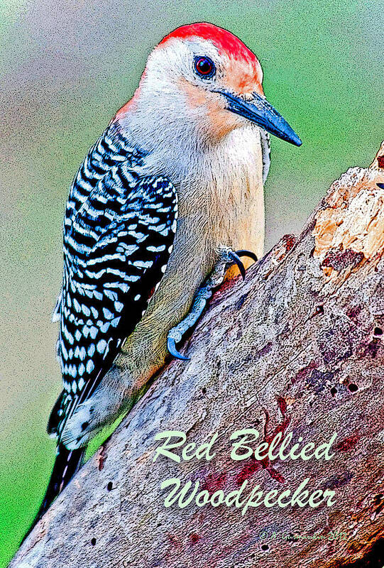 Bird Poster featuring the photograph Redbellied Woodpecker Poster Image by A Macarthur Gurmankin