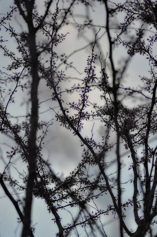 Tree Poster featuring the photograph Redbuds at Dusk by Heather Fox