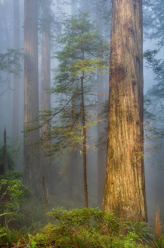 Redwoods Poster featuring the photograph Redwoods in the Blue Mist by Greg Nyquist