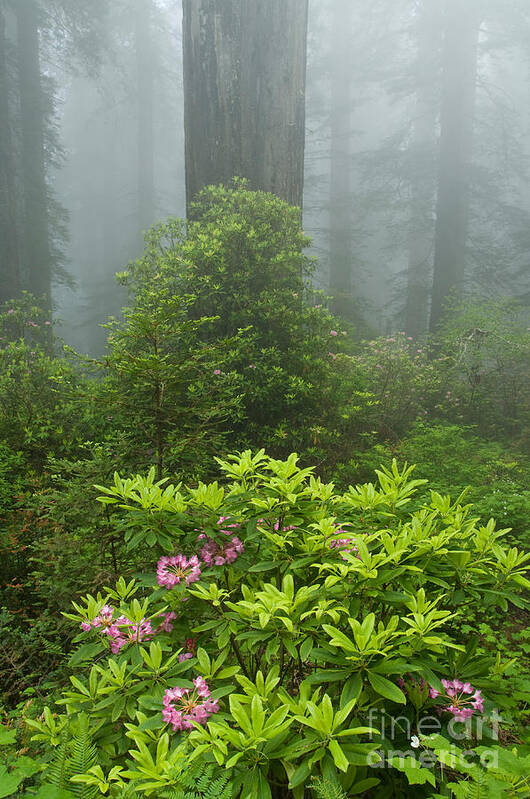 Rhododendron Poster featuring the photograph Redwoods National Park by John Shaw