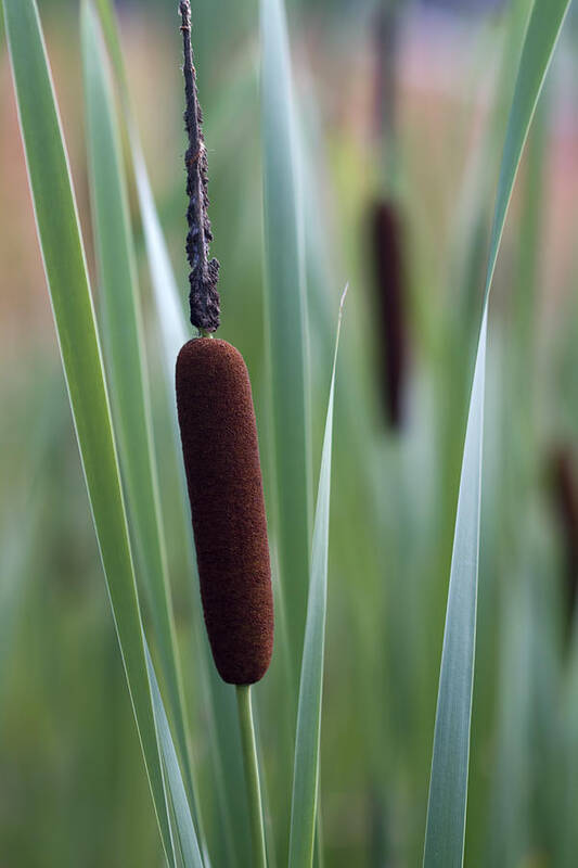 Typha Latifolia Poster featuring the photograph Regal American Cattails by Kathy Clark