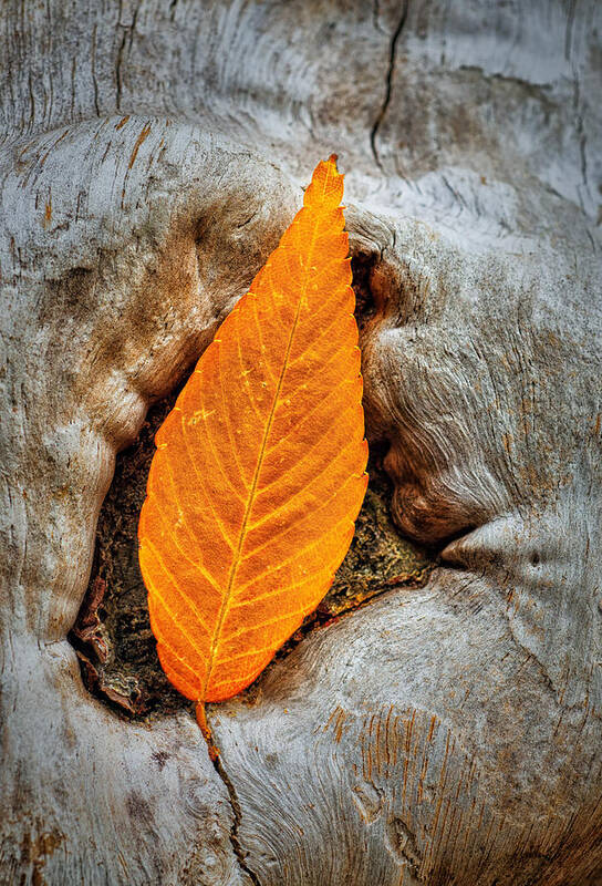 Leaf Poster featuring the photograph Resting Autumn Leaf by Gary Slawsky