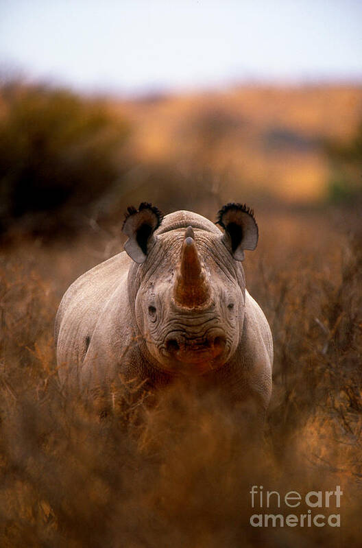 Rhinoceros Poster featuring the photograph Rhinoceros by Art Wolfe