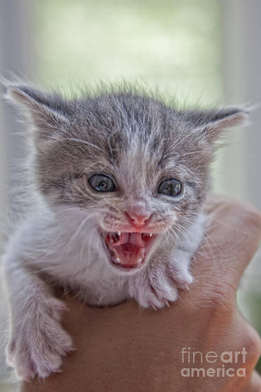 Feline Poster featuring the photograph Roar by Timothy Hacker