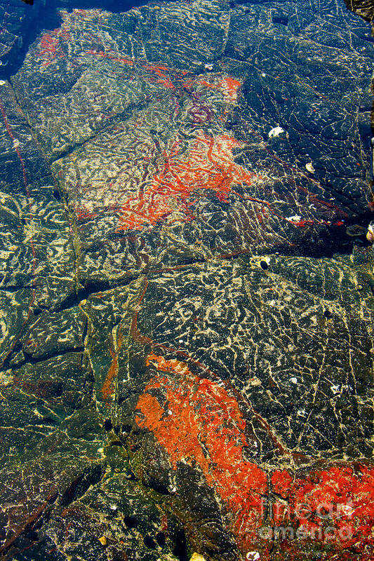 Bombo Poster featuring the photograph Rock Pool Art M by Peter Kneen