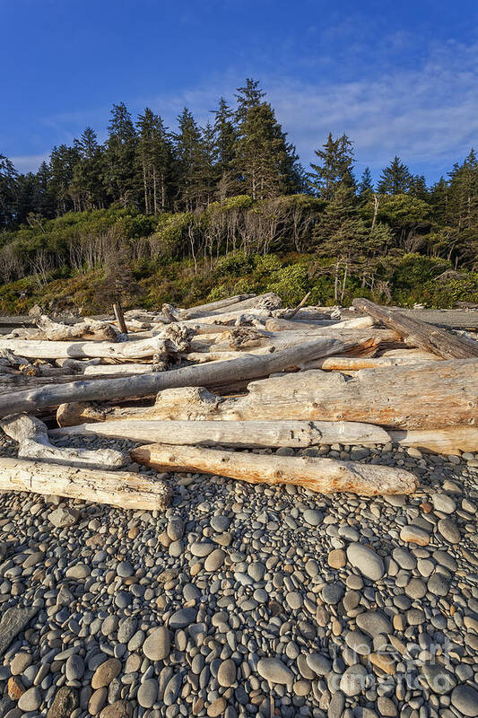 Beach Poster featuring the photograph Rocky Beach and Driftwood by Bryan Mullennix