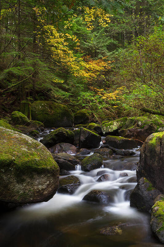 Acer Circinatum Poster featuring the photograph Rolley Creek Fall Colours by Michael Russell