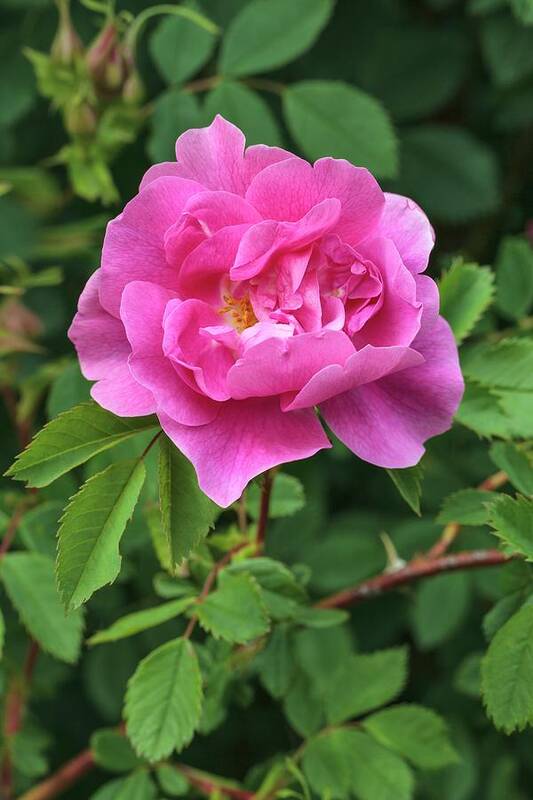 Rosa Californica 'plena' Poster featuring the photograph Rosa Californica 'plena' by Geoff Kidd