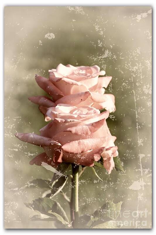 Rose Poster featuring the photograph Rose Old-Fashioned by Stefano Senise
