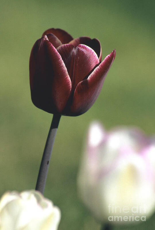 Tulip Poster featuring the photograph Royal Purple by Sharon Elliott