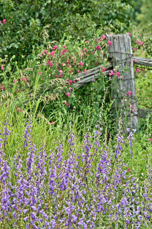 Sweet Peas Poster featuring the photograph Rustic Wildflowers by Cheryl Baxter