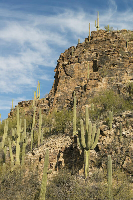 Feb0514 Poster featuring the photograph Saguaro Cacti Sabino Canyon by Kevin Schafer