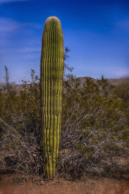 Aso Poster featuring the photograph Saguaro Solo No.2 by Mark Myhaver