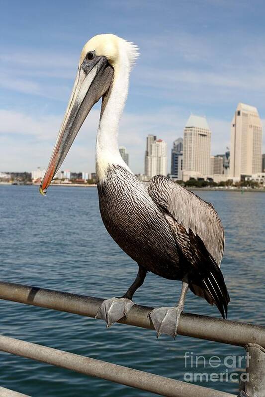 San Diego Poster featuring the photograph San Diego Pelican by Henrik Lehnerer