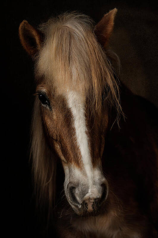 Haflinger Poster featuring the photograph Sapience by Martine Benezech