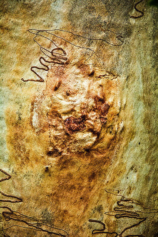 January Poster featuring the photograph Scribbly Gum Art Portrait D by Peter Kneen