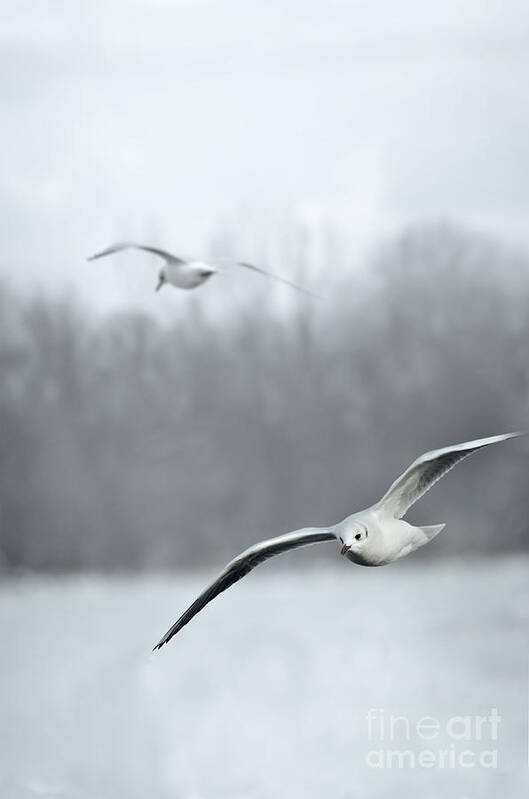 Bird Poster featuring the photograph Seagulls by Jelena Jovanovic