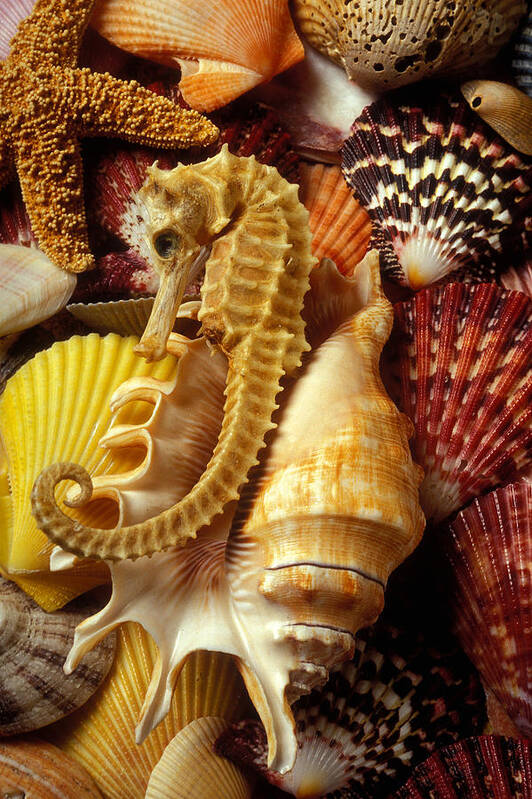 Sea Shells Starfish Poster featuring the photograph Seahorse among sea shells by Garry Gay