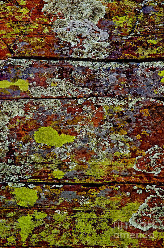 Sedona Carpet Photograph Is Of Lichen Growing On Rocks Poster featuring the photograph Sedona Carpet by Mae Wertz