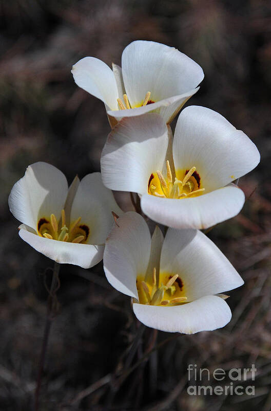 Sego Lily Poster featuring the photograph Sego Lily by Vivian Christopher