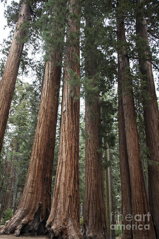 Sequoia Poster featuring the photograph Senate Group by Timothy Johnson