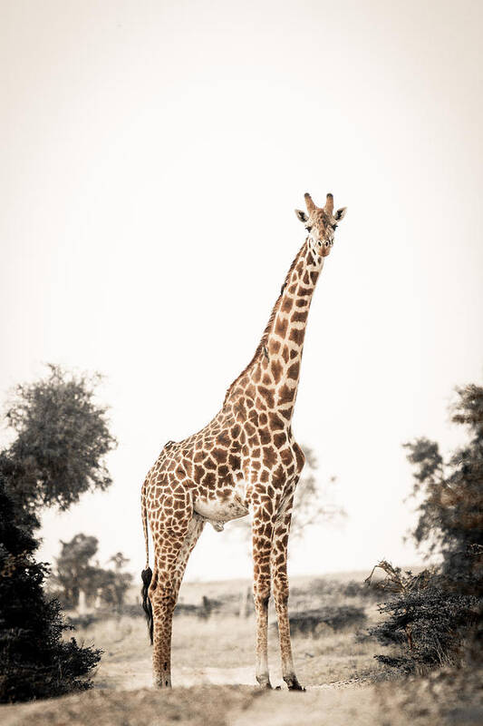 Africa Poster featuring the photograph Sentinal Giraffe by Mike Gaudaur
