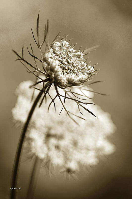 Flower Poster featuring the photograph Sepia Wildflower by Christina Rollo