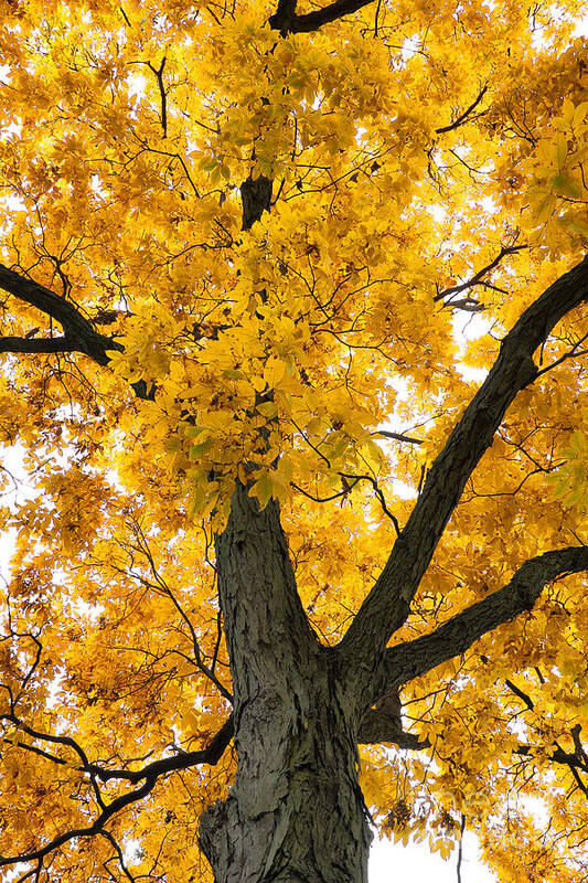 Autumn Poster featuring the photograph Shagbark Hickory Tree by Charline Xia